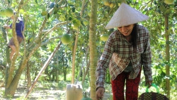 Miệt vườn Thanh trà xứ Huế