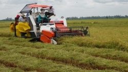 Giá lúa gạo ở miền Tây tăng mạnh ngay sau Tết Nguyên Đán là “sốt ảo” hay nhu cầu thật?