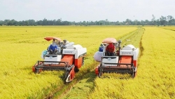 Giá gạo Việt Nam xuất khẩu có thể tiếp tục đạt mức cao kỷ lục mới