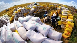 VFA nêu lý do doanh nghiệp thua lỗ dù giá gạo xuất khẩu tăng