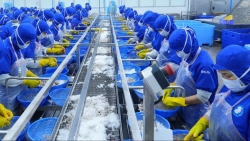 Công ty Thủy sản và Thương mại Thuận Phước tuyển hơn 500 lao động, thu nhập cao