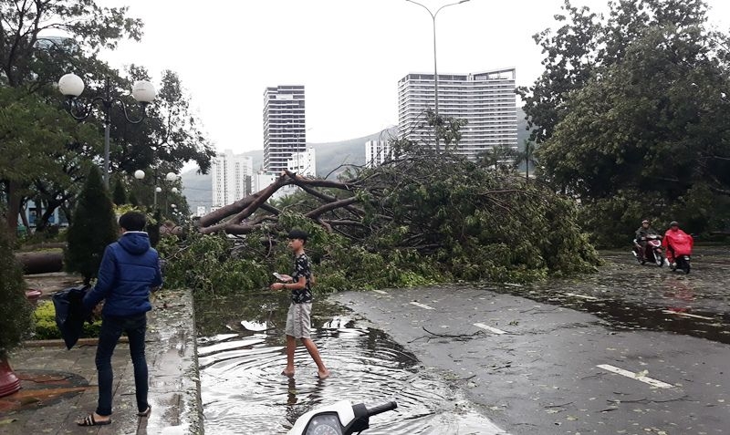 Bình Định sau cơn bão số 5 đổ bộ: Ba tàu hàng cùng 21 thuyền viên đang mắc cạn