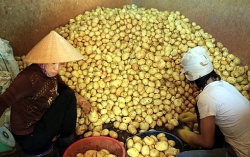 Nửa đầu năm 2019, Việt Nam tiêu thụ 3.500 tấn khoai tây của Bỉ