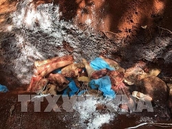 Bình Phước: Đột kích đường dây kinh doanh và tiêu hủy hơn 1,5 tấn thịt lợn bẩn
