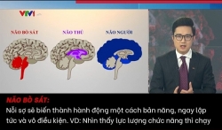 Não bò sát, não thú và não người