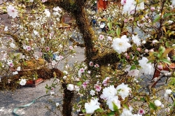 Người biến cây mai hồng cổ ở Sa Pa thành “tiền tỷ”