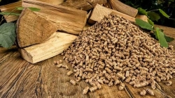 Năm 2023, thị trường dăm gỗ và viên nén gỗ còn “nóng” như 2022?