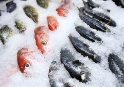 Nguy cơ ngộ độc từ hải sản bảo quản không đúng cách