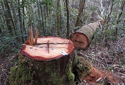 Xác định 32 cây gỗ bị đốn hạ trong vườn quốc gia Kon Plông