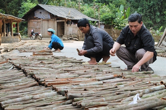 Nông dân Bắc Hà thu gần 300 tỷ đồng từ sản phẩm quế