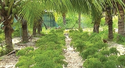 Bình Thuận: Mô hình trồng xen đinh lăng dưới tán dừa đạt hiệu quả cao
