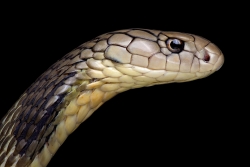 Virus Corona cướp 17 mạng sống, có thể được truyền từ rắn sang người
