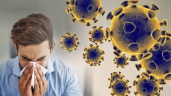 Virus corona tấn công cơ thể người từng ngày như thế nào?