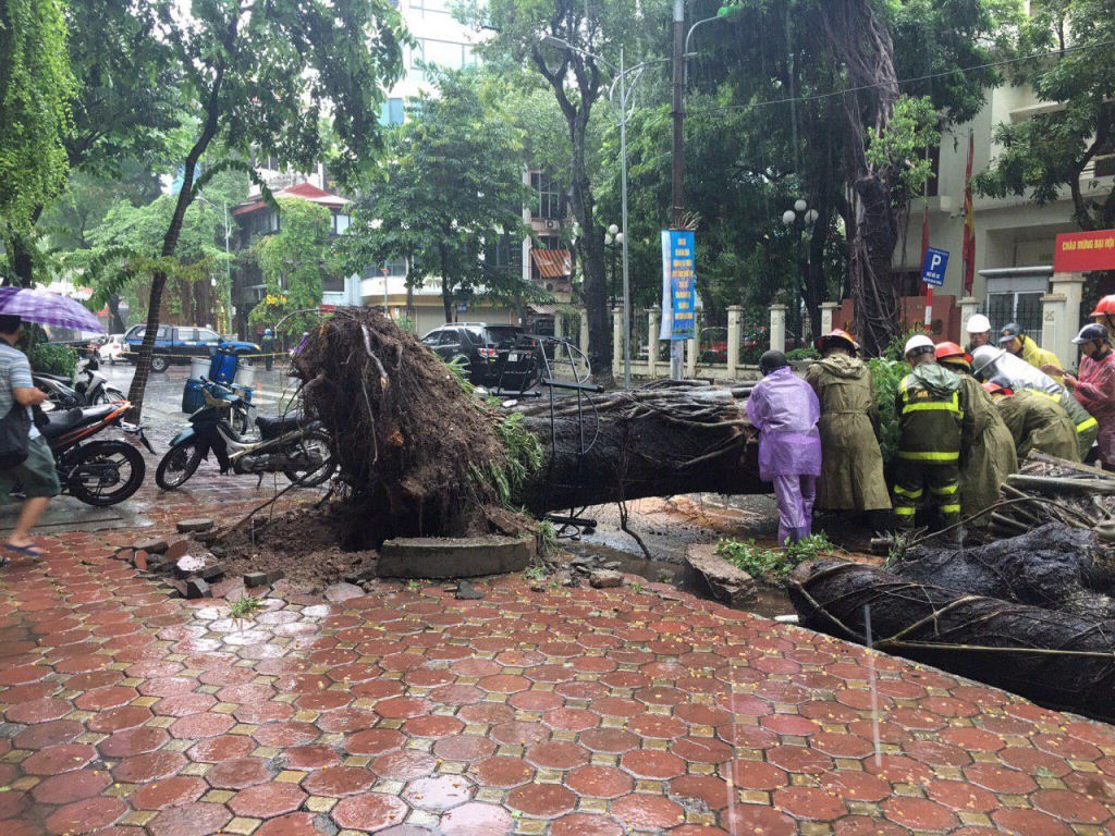Ảnh hưởng của bão số 3: Nhiều cây lớn bị quật đổ trên đường phố Hà Nội