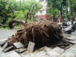 Nhiều tuyến phố ngập úng, cây lớn bật gốc sau trận mưa đêm 31/8 tại Hà Nội