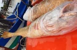 Cà Mau: Ngư dân bắt được 2 con cá 70kg, nghi là cá sủ vàng