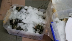 Phát hiện cửa hàng hải sản có tôm hùm bơm tạp chất tại Đà Nẵng