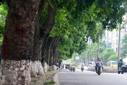 Hà Nội “loay hoay” tìm phương án xử lý hàng cây cổ thụ trên đường Kim Mã