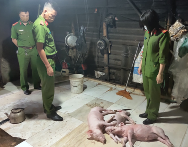 Cảnh báo chất độc khủng khiếp từ món lợn quay được làm từ lợn chết