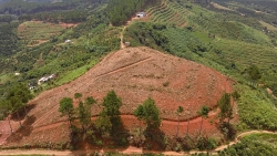 Thêm một vụ phá rừng 20 năm tuổi ở Lâm Đồng