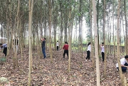 Hiệu quả từ mô hình trồng cây gây quỹ công đoàn của Trường Trung học cơ sở Long Lộc