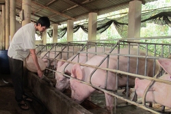 Thịt lợn giá tăng kỷ lục, khuyên dân tìm loại thịt khác để ăn