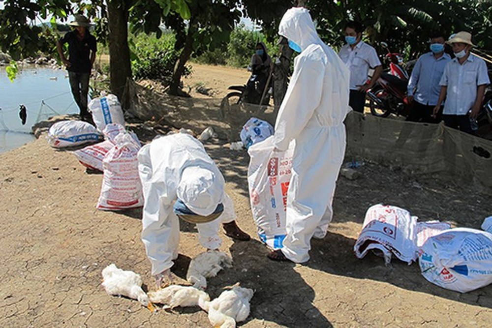 Xuất hiện 2 ổ dịch cúm gia cầm H5N6 ở Bà Rịa - Vũng Tàu, tiêu huỷ hơn 10.000 con