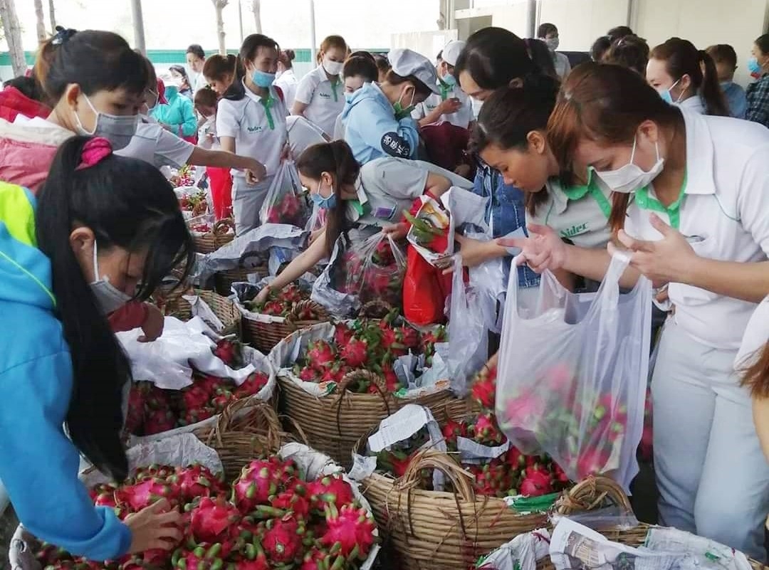 TP. Hồ Chí Minh: Đoàn viên, công nhân chung tay hỗ trợ tiêu thụ thanh long cho nông dân