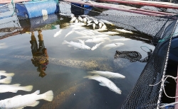 Người nuôi cá lồng bè khóc ròng vì trăm tấn cá chết không rõ nguyên nhân