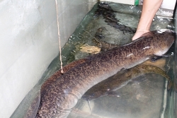 Bắt được cá lệch khổng lồ dài gần 2m trên sông Lam