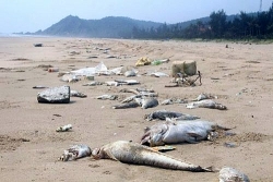 Quảng Bình yêu cầu rà soát lại việc bồi thường thiệt hại do sự cố môi trường biển