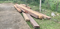 Thu giữ hàng chục phiến gỗ vô chủ chưa kịp tẩu tán ở Nghệ An