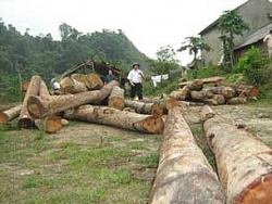 Để chặt phá gần 10 cây gỗ lim, nguyên Trưởng trạm bảo vệ rừng bị khởi tố