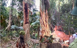 Để phá rừng Vườn quốc gia, nguyên Trạm trưởng Kiểm lâm bị khởi tố