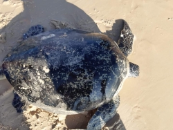 Cứu hộ cá thể rùa biển nặng hơn 100 kg mắc lưới ngư dân