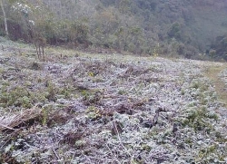 Lạnh 1°C, nhiều bản vùng cao xứ Nghệ xuất hiện băng giá