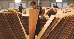 Hoa Kỳ gia hạn kết luận điều tra lẩn tránh thuế chống bán phá giá gỗ dán VN