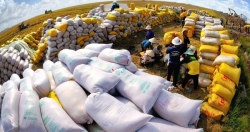Việt Nam có vị thế tốt để đón đầu xu hướng tăng giá của gạo