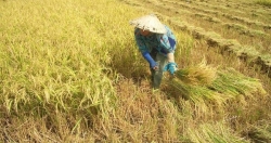 Cần có "OPEC của lúa gạo" để bảo vệ người trồng lúa?