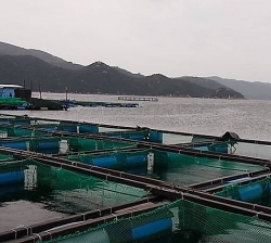 Nhiều hộ kinh doanh hải sản bất an về Áp thấp trên biển Đông