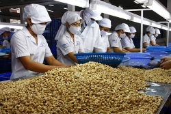 EVFTA: tăng cơ hội liên kết doanh nghiệp - nông dân trồng điều Việt Nam