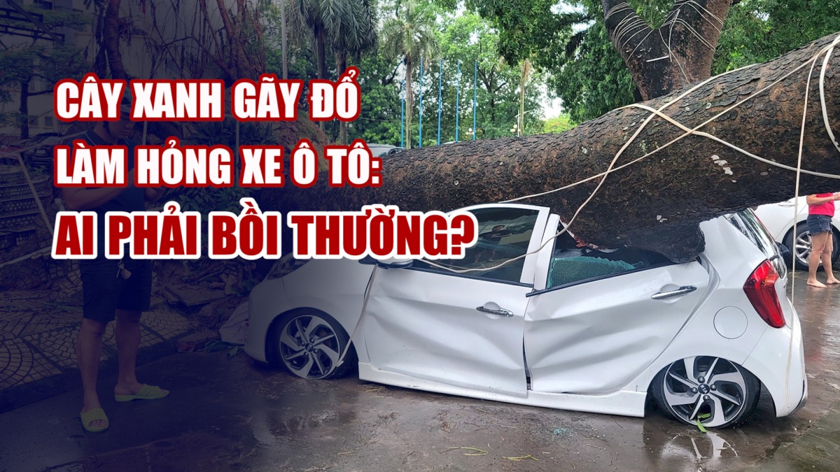 Cây xanh gãy đổ làm hỏng xe ô tô: ai phải bồi thường?